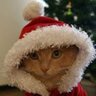 Новогодний Кот