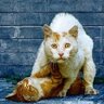Мартовский Кот