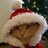 Новогодний Кот